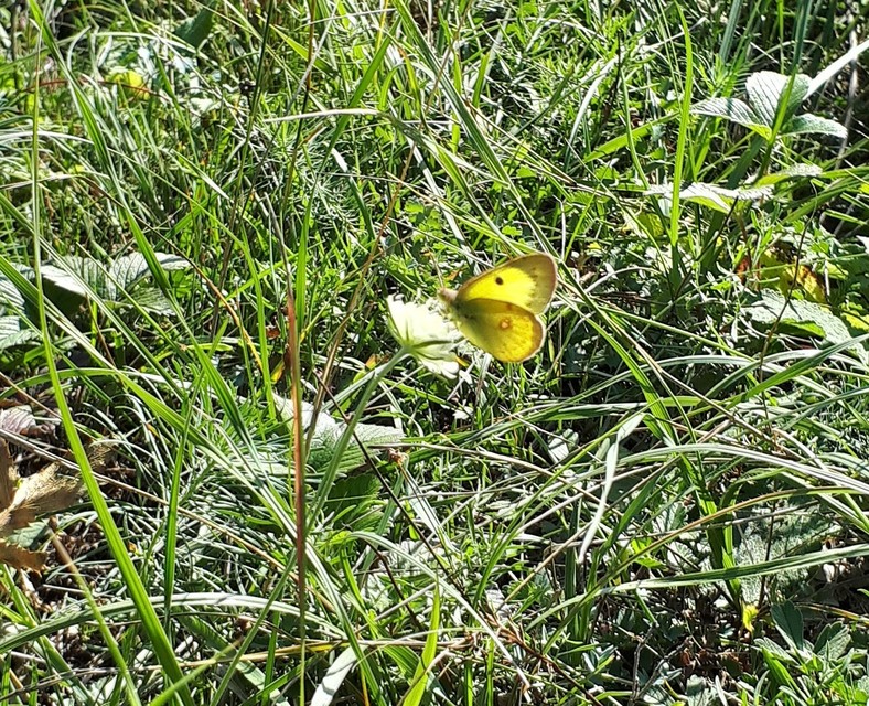 Colias erate - csángó-kéneslepke