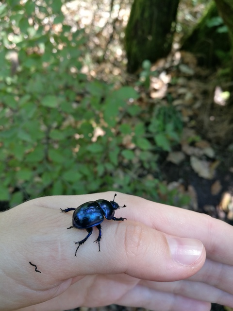 Trypocopris vernalis - tavaszi álganéjtúró