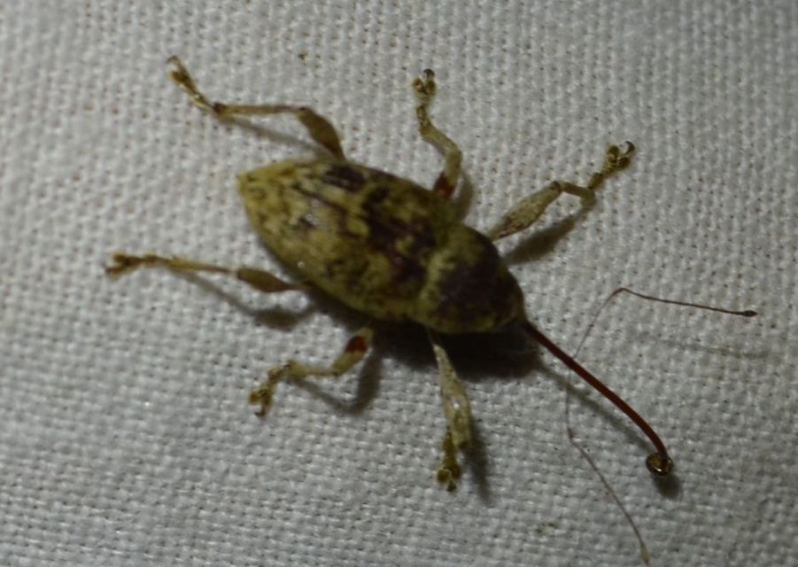 Curculio elephas - gesztenyezsuzsóka