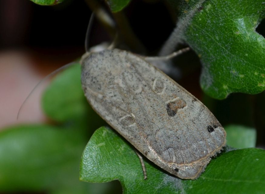 Noctua orbona - foltos sárgafűbagoly