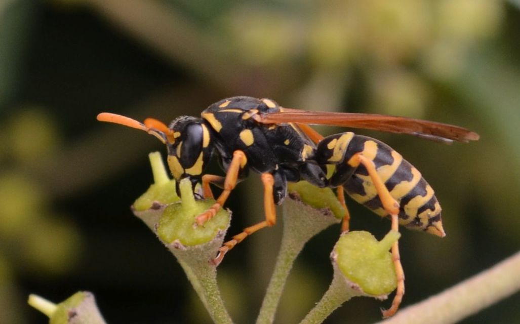 Polistes dominulus - déli papírdarázs