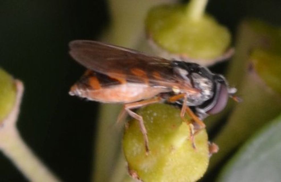 Melanostoma