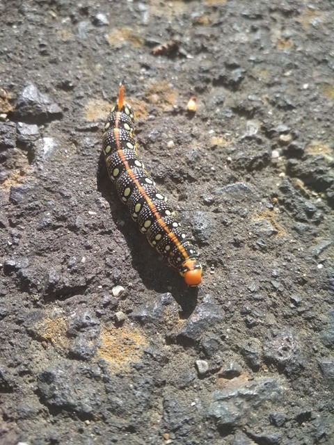 Hyles euphorbiae - kutyatejszender
