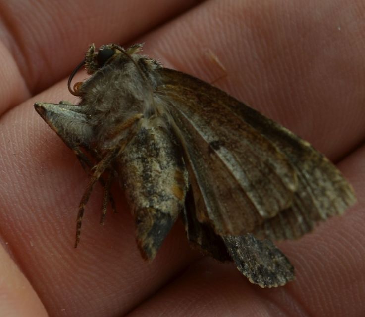 Blepharita satura - őszi porfírbagoly