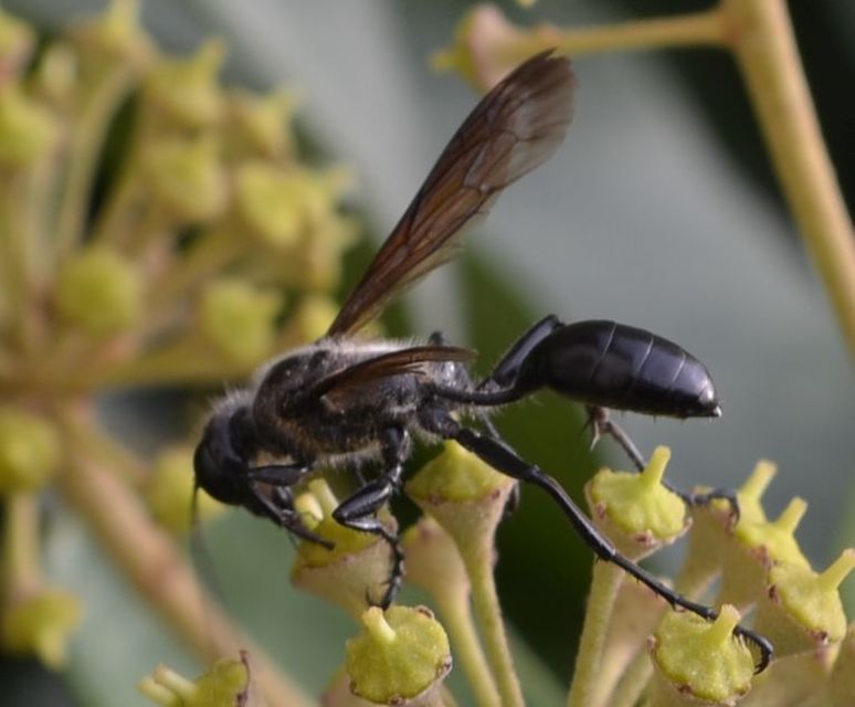 Isodontia mexicana - mexikói fűdarázs