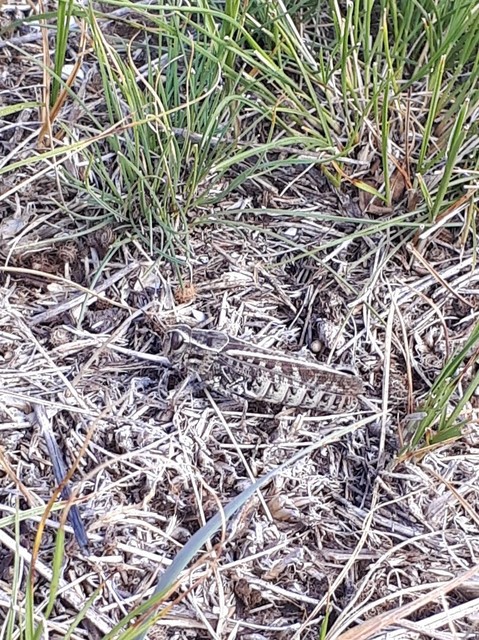 Calliptamus italicus - olaszsáska