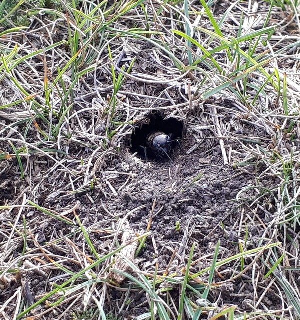 Gryllus campestris - mezei tücsök