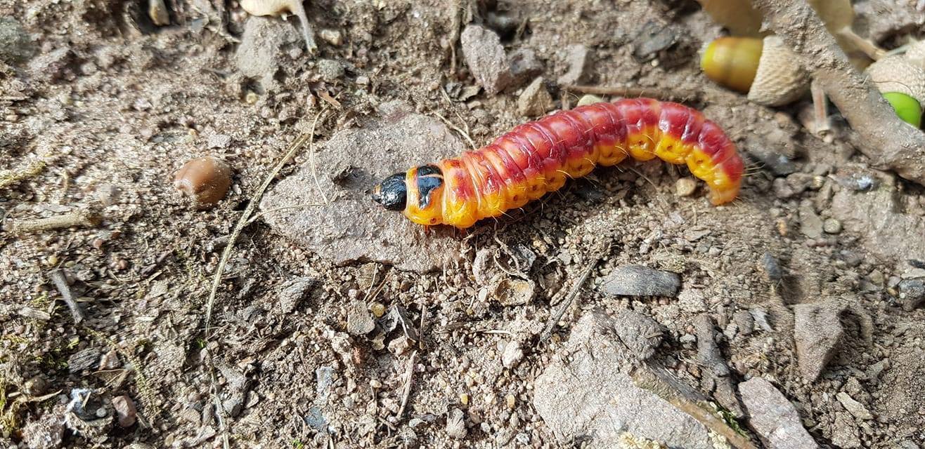 Cossus cossus - fűzfarontólepke