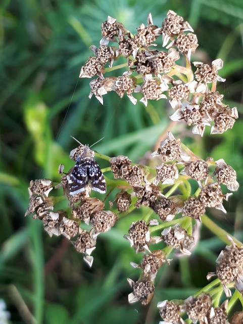 Prochoreutis myllerana - pompás levélmoly