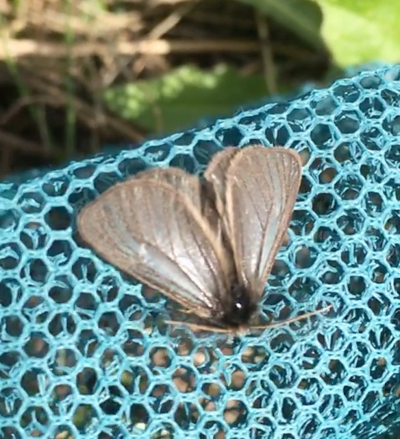 Pentophera morio - réti gyapjaslepke