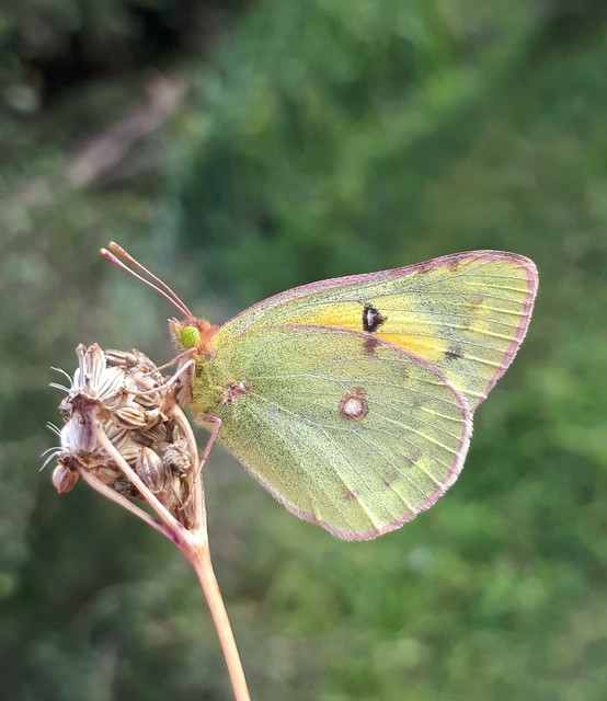 Colias chrysotheme - dolomit-kéneslepke