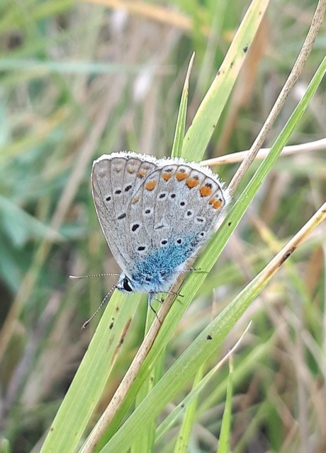 Polyommatus icarus - közönséges boglárka