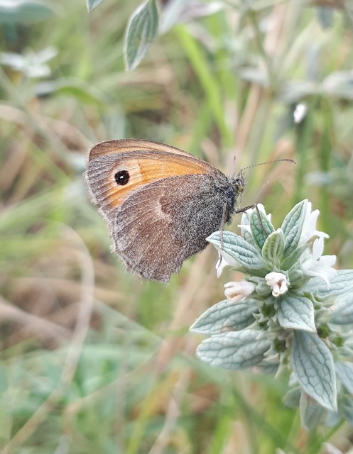 Coenonympha pamphilus - kis szénalepke