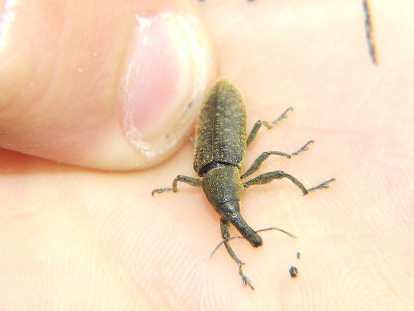 Lixus pulverulentus - mályvafúró dudvabarkó