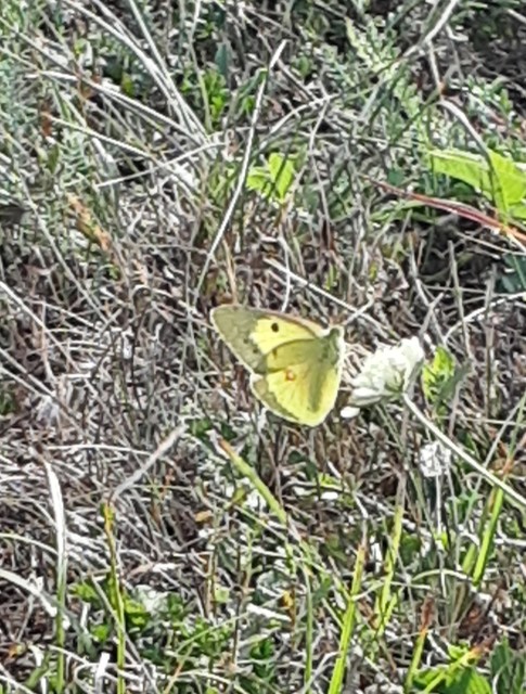 Colias erate - csángó-kéneslepke
