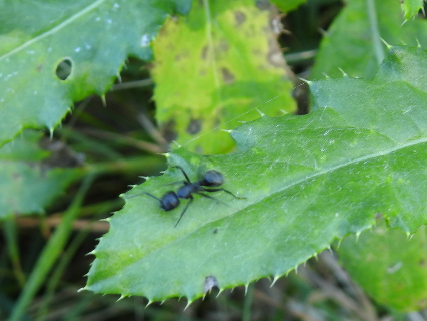 Camponotus vagus - fekete lóhangya