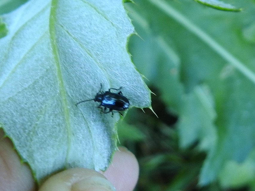 Lema cyanella - kék aszatbogár