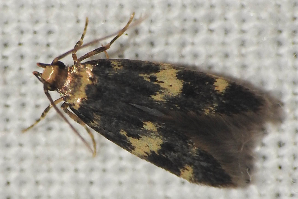 Autostichidae - avarmolyfélék