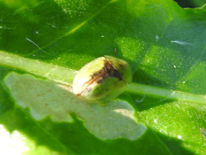Cassida