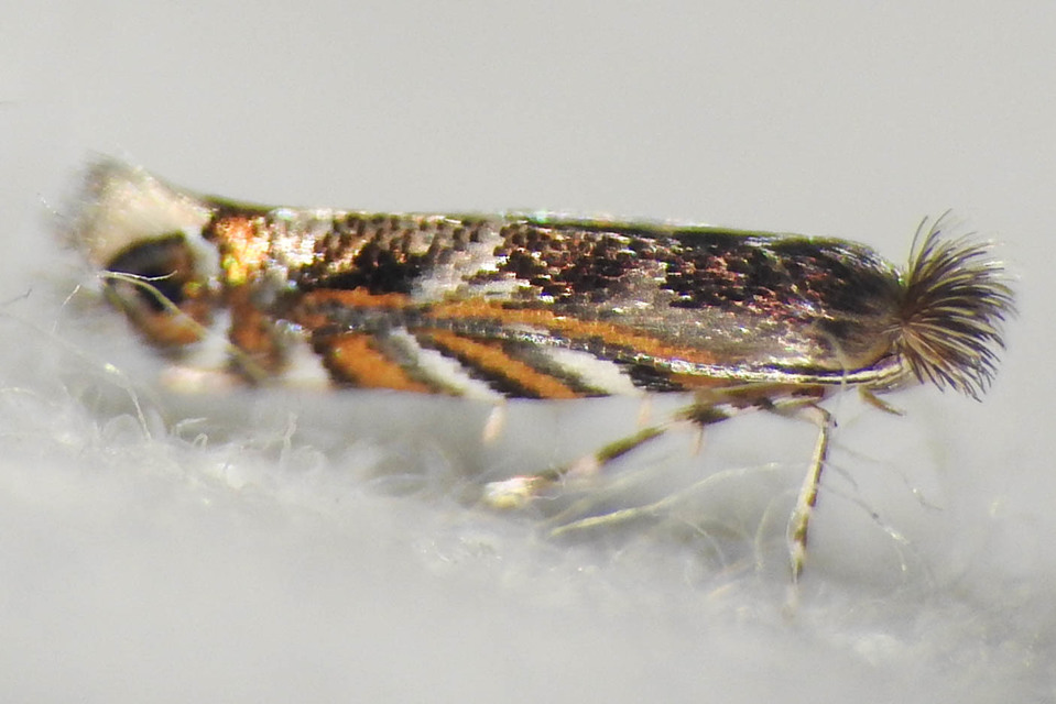 Macrosaccus robiniella - akáclevél-sátorosmoly