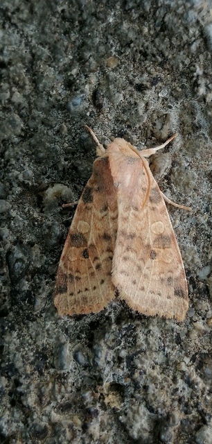 Cirrhia ocellaris - fakó sárgabagoly