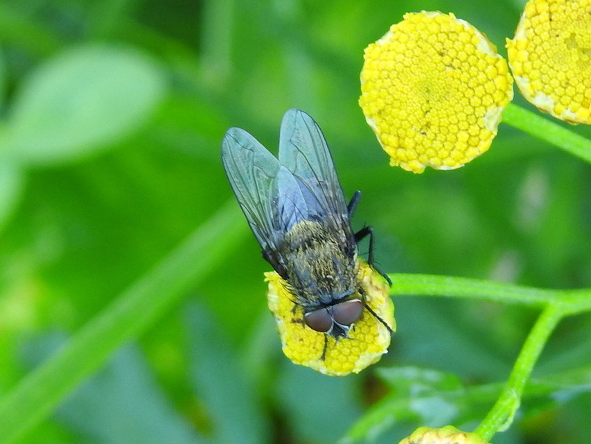 Pollenia