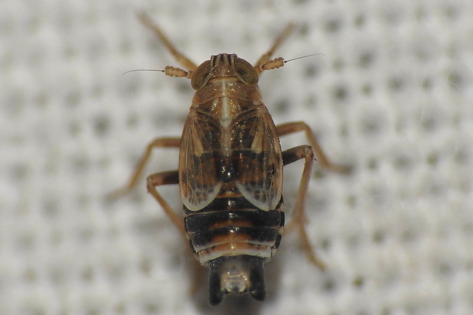 Delphacidae - sarkantyús kabócák