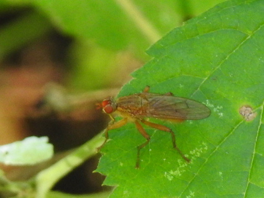 Scathophaga