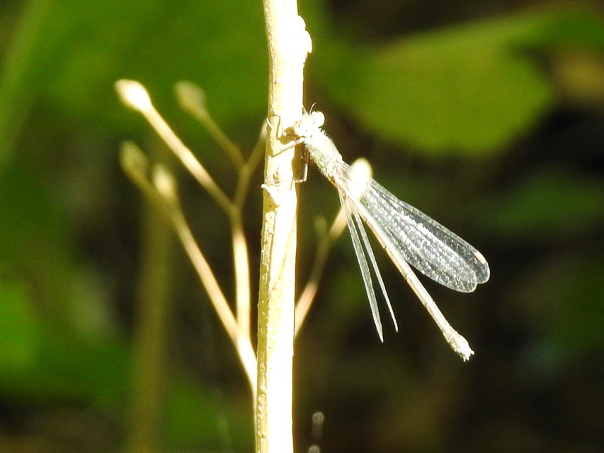 Chalcolestes viridis/parvidens