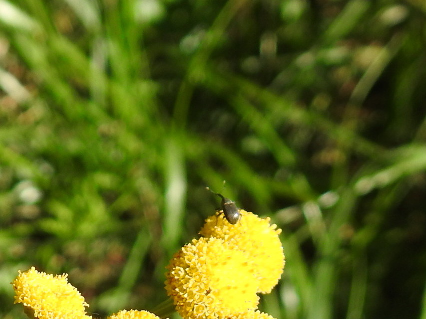 Anthonomus Anthonomus