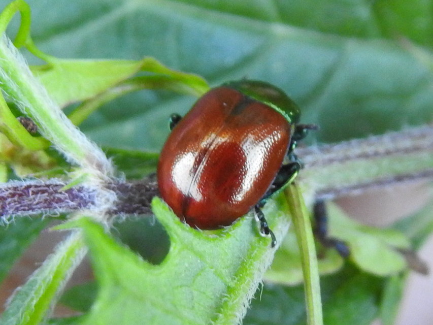 Chrysolina polita - réti mentalevelész