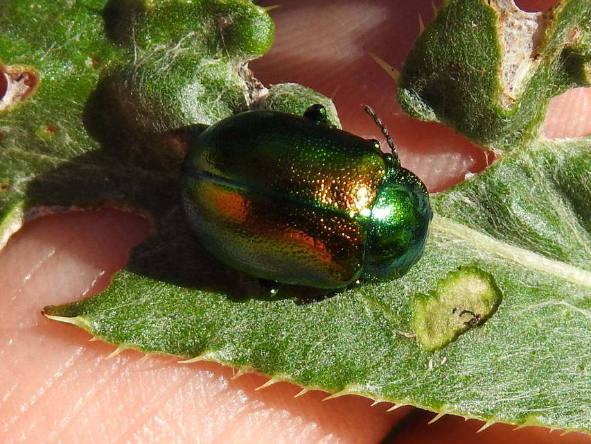 Chrysolina graminis - zöld varádicslevelész