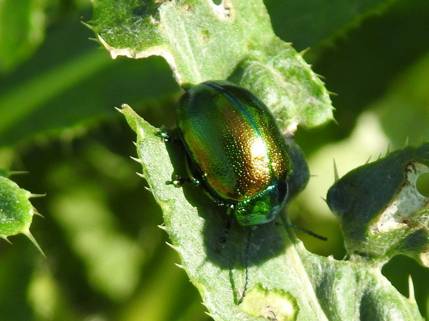 Chrysolina graminis - zöld varádicslevelész
