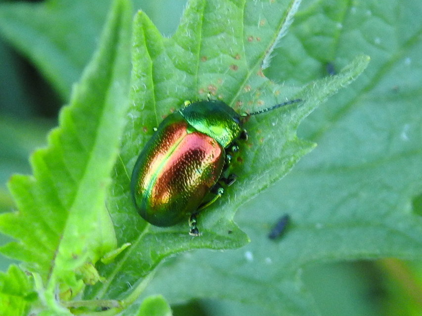 Chrysolina graminis - zöld varádicslevelész