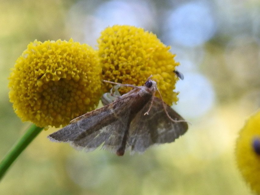 Hypsopygia glaucinalis - rezes fényilonca