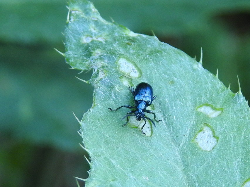 Lema cyanella - kék aszatbogár