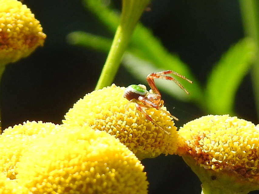 Ebrechtella tricuspidata - alakoskodó karolópók