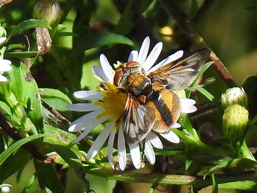 Ectophasia crassipennis - szélespotrohú poloskafürkész