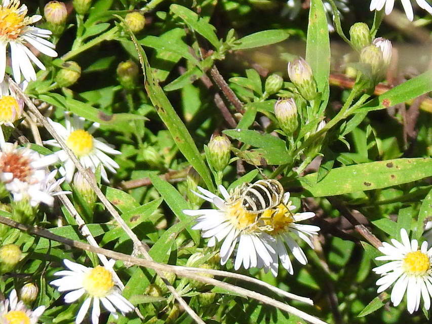 Eristalis arbustorum - fehérarcú herelégy