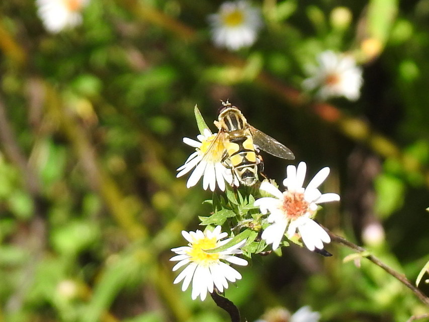 Helophilus trivittatus - nagy mocsárilégy