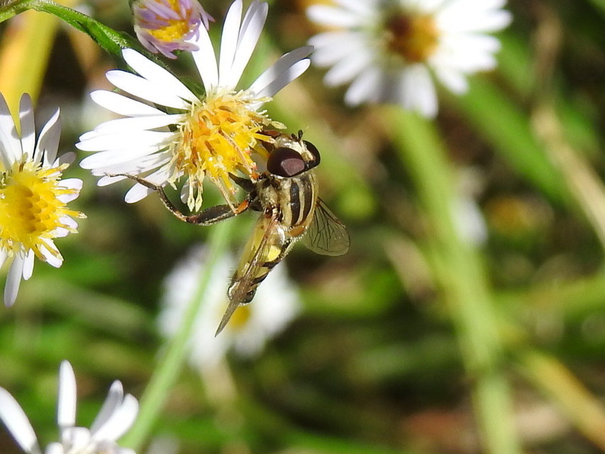 Helophilus trivittatus - nagy mocsárilégy