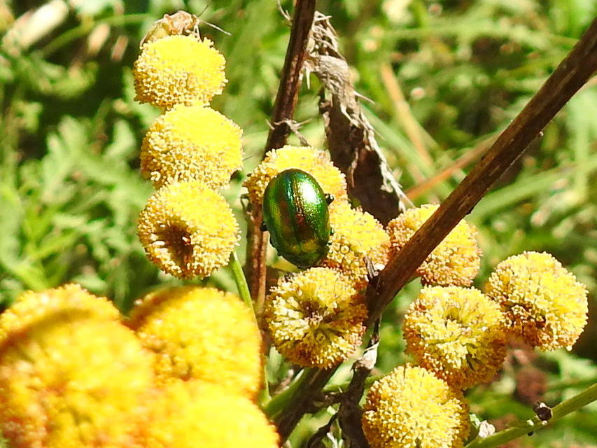 Chrysolina graminis - zöld varádicslevelész