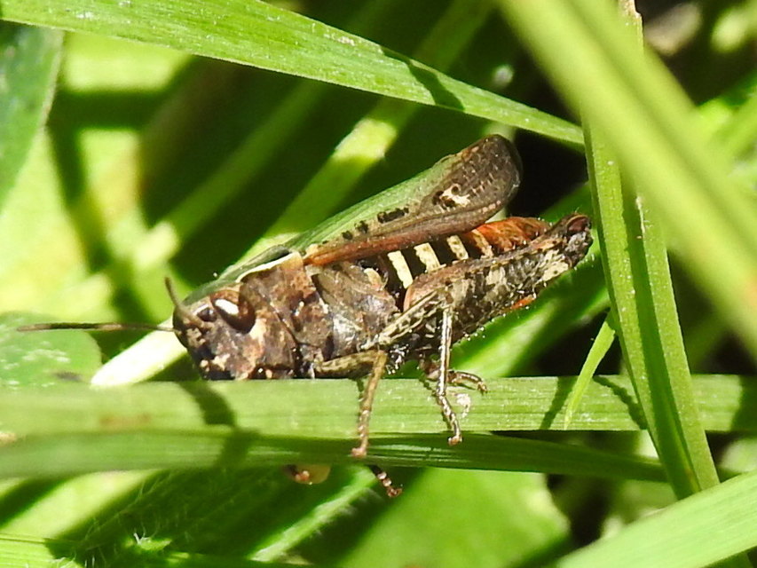 Omocestus rufipes - vöröshasú tarlósáska