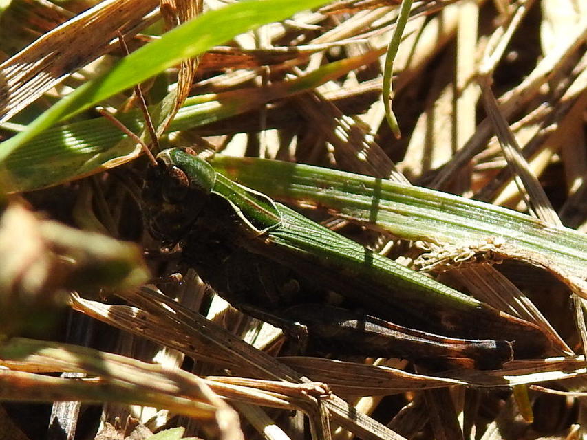 Omocestus rufipes - vöröshasú tarlósáska
