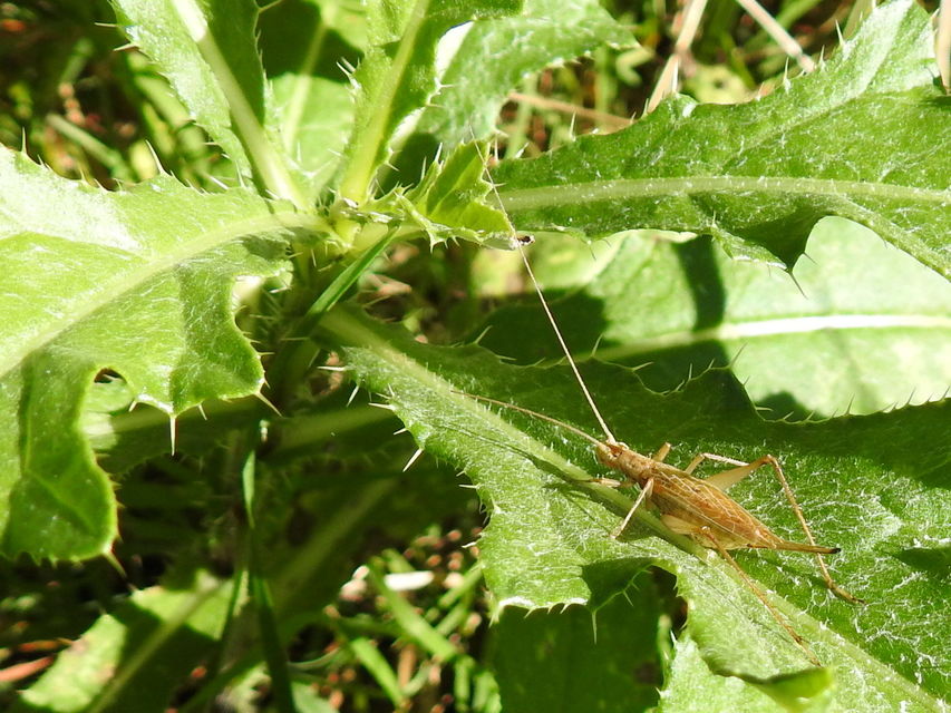 Oecanthus pellucens - pirregőtücsök