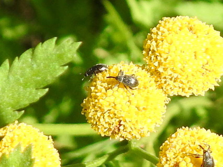 Anthonomus Anthonomus