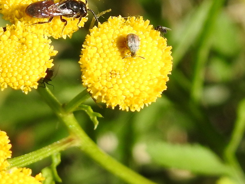 Acanthoscelides pallidipennis - gyalogakác-zsizsik