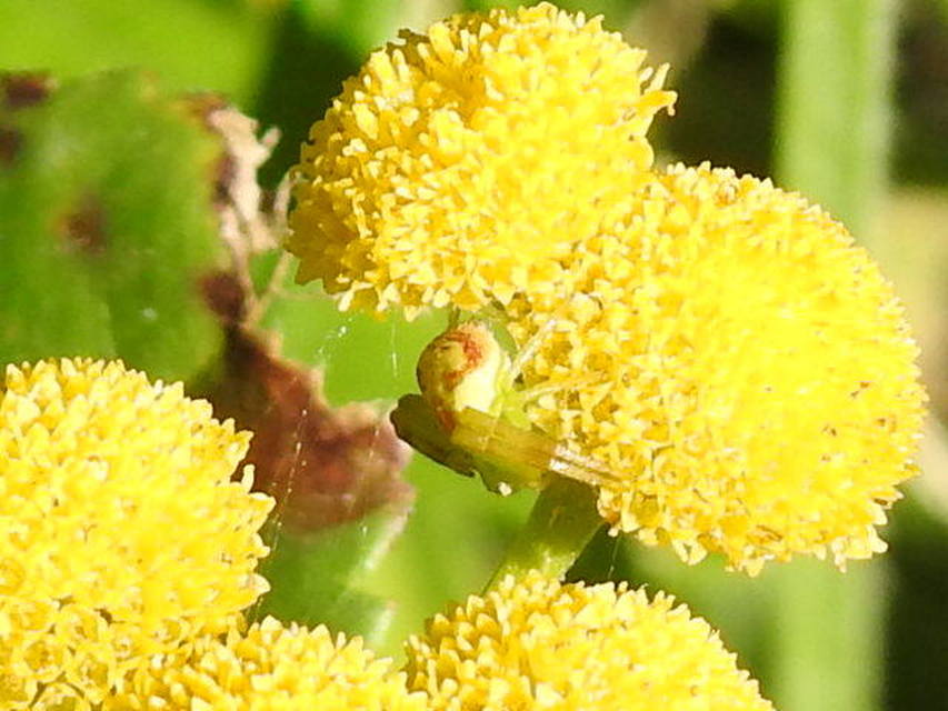 Ebrechtella tricuspidata - alakoskodó karolópók