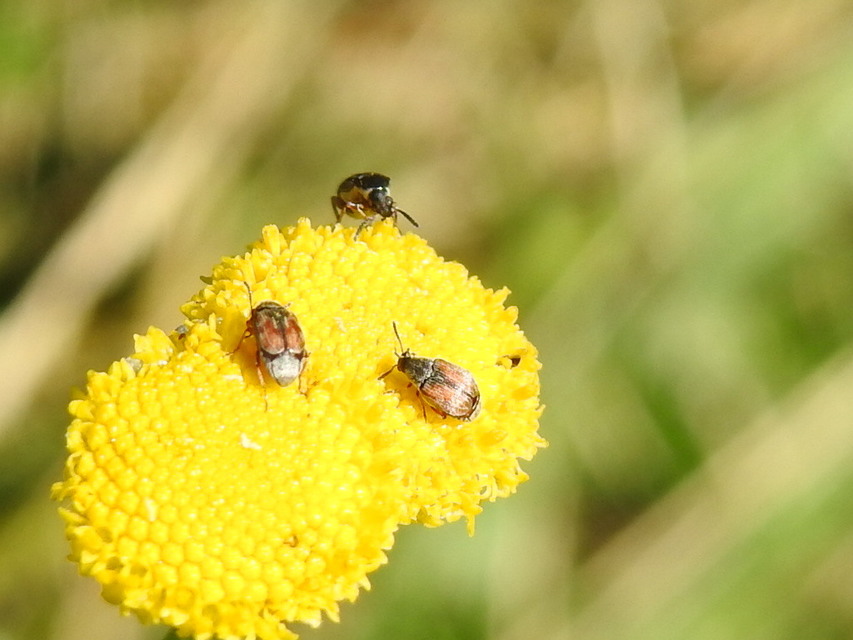 Acanthoscelides pallidipennis - gyalogakác-zsizsik
