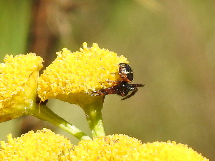 Synema globosum - fekete-sárga karolópók